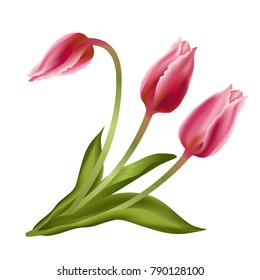 Pink tulips. Realistic vector illustration of pink tulips flowers isolated on white background.