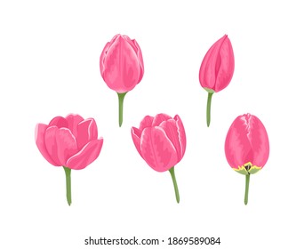 rosafarbene Tulpen. Leiter von Frühlingsblumen einzeln auf weißem Hintergrund. Knospen und blühende Tulpen verschiedener Formen. Vektorflorale Illustration im Cartoon-Stil.