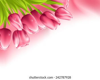 Pink tulips and silk isolated on white background