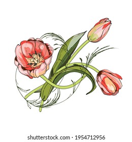 Pink tulips.Naturalistic graphic drawing.Stylization for watercolors.Black outline, silhouette. For decorating interior items, fabrics and printing.Elements for postcards and banners. For the holiday