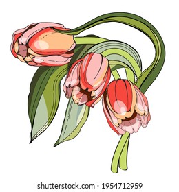 Pink tulips.Naturalistic graphic drawing.Stylization for watercolors.Black outline, silhouette. For decorating interior items, fabrics and printing.Elements for postcards and banners. For the holiday