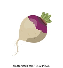 Pink turnip, flat style vector illustration isolated on white background