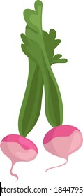 Pink turnip, illustration, vector on white background