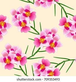 Pink Vanda Miss Joaquim Orchid. Singapore National Flower. on Ivory Beige Background. Vector Illustration.