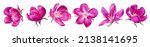 Pink vector apple blossoms. Bright clip art isolated on white, easy to eddit and customize for your designs, cards, invitations, advertising banners posts in social media, textile and clothing design