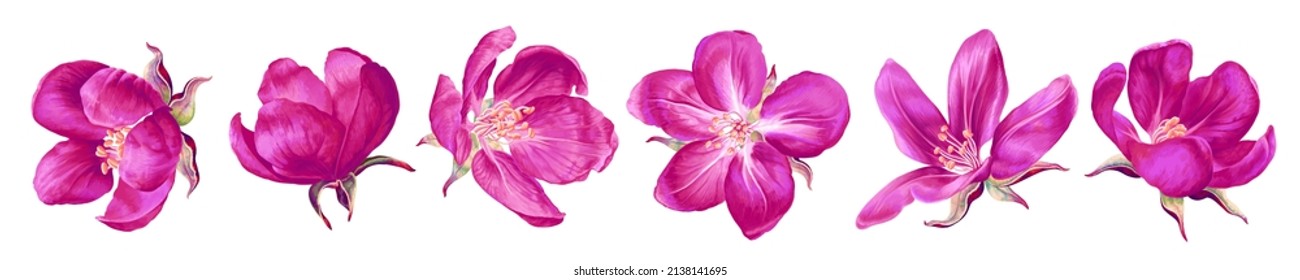 Pink vector apple blossoms. Bright clip art isolated on white, easy to eddit and customize for your designs, cards, invitations, advertising banners posts in social media, textile and clothing design