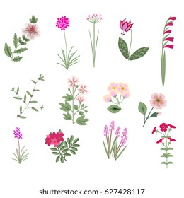 Pink vector isolated flowers collection