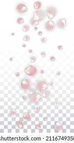 Pink Vector Realistic Petals Falling on Transparent Background.  Spring Romantic Flowers Illustration. Flying Petals. Sakura Spa Design. Blossom Confetti. Design Elements for  Card Design. 