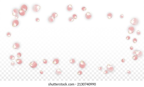 rosafarbene, realistische Petalen, die auf transparentem Hintergrund fallen.  Frühlingsromantische Blumenillustration. Fliegender Petals. Sakura Spa Design. Blossom Confetti. Gestaltungselemente für Muttertag.