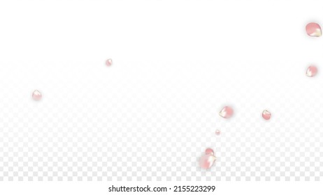 Pink Vector Realistic Petals Falling on Transparent Background.  Spring Romantic Flowers Illustration. Flying Petals. Sakura Spa Design. Blossom Confetti. Design Elements for  Wedding Decoration.