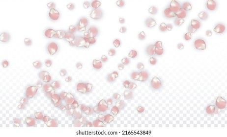 Pink Vector Realistic Petals Falling on Transparent Background.  Spring Romantic Flowers Illustration. Flying Petals. Sakura Spa Design. Blossom Confetti. Design Elements for  Banner Design.