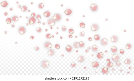 Pink Vector Realistic Petals Falling on Transparent Background.  Spring Romantic Flowers Illustration. Flying Petals. Sakura Spa Design. Blossom Confetti. Design Elements for  Mother's Day.