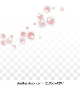 Pétalos realistas del vector rosado caen sobre fondo transparente.  Ilustración de flores románticas primaverales. Pétalos voladores. Diseño del Spa Sakura. Blossom Confetti. Diseñar elementos para el diseño de tarjetas. 