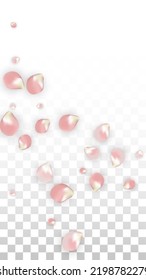 rosafarbene, realistische Petalen, die auf transparentem Hintergrund fallen.  Frühlingsromantische Blumenillustration. Fliegender Petals. Sakura Spa Design. Blossom Confetti. Gestaltungselemente für Muttertag.