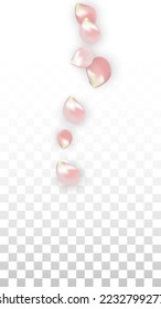 Pink Vector Realistic Petals Falling on Transparent Background.  Spring Romantic Flowers Illustration. Flying Petals. Sakura Spa Design. Blossom Confetti. Design Elements for  Card Design. 