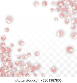 Pink Vector Realistic Petals Falling on Transparent Background.  Spring Romantic Flowers Illustration. Flying Petals. Sakura Spa Design. Blossom Confetti. Design Elements for  Poster Design. 