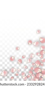 Pink Vector Realistic Petals Falling on Transparent Background.  Spring Romantic Flowers Illustration. Flying Petals. Sakura Spa Design. Blossom Confetti. Design Elements for  St. Valentine Day.