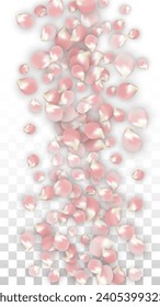 Pétalos realistas del vector rosado caen sobre fondo transparente.  Ilustración de flores románticas primaverales. Pétalos voladores. Diseño del Spa Sakura. Blossom Confetti. Elementos de diseño para la decoración de bodas.