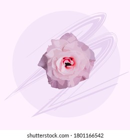 Pink Vector Rose Flower. Vector illustration.