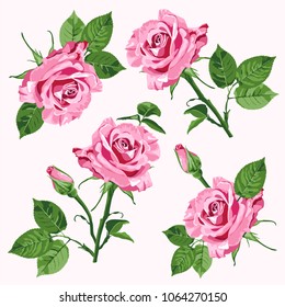 Pink vector roses and green leave seamless pattern on the white background 