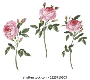 Pink vintage roses isolated. Vector