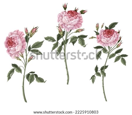 Pink vintage roses isolated. Vector