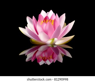 pink water lily on a black background