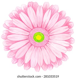 Pink watercolor gerbera.