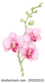 Pink watercolor orchid.