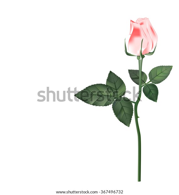 Pink Watercolor Rose Vector Single Rose Stock Vector (Royalty Free ...