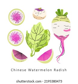 Pink Watermelon radish vector set on white background. Autumn winter vegetable harvest flat illustration