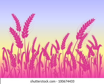 Pink Wheat Silhouettes at Field with Light Blue Sky. Vector Illustration