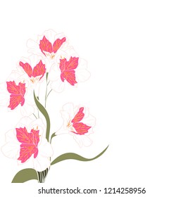 Pink white alstroemeria elegant card. A spring decorative bouquet. Small floral garland. Vector illustration