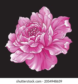 Pink and white  color rose flower with isolated black background, flower for design, textile flower