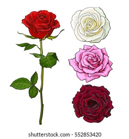 Pink, white, deep red open rose bud and flower with green leaves, sketch style vector illustration isolated on white background. Realistic hand drawing of red rose, symbol of love, decoration element