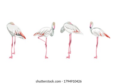 Pink White Flamingo set. Exotic bird in different poses isolated on a white background.