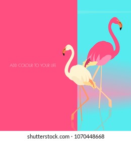 Pink and white flamingo standing in water on one leg. Exotic bird made in flat style. Summer time vacation concept. Add color to your life motivation quote. Vector design template. 