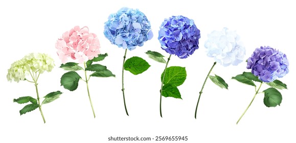 Pink, white, green, blue, purple hydrangea blooming flower stems wedding vector set. Greenery and plants. Floral pastel watercolor. Blooming garden summer hortensia. Elements are isolated and editable