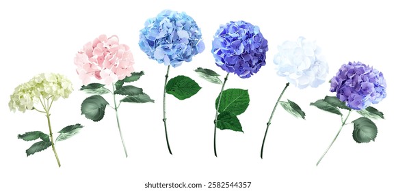 Pink, white, green, blue, purple hydrangea blooming flower stems wedding vector set. Greenery and plants. Floral pastel watercolor. Blooming garden summer hortensia. Elements are isolated and editable