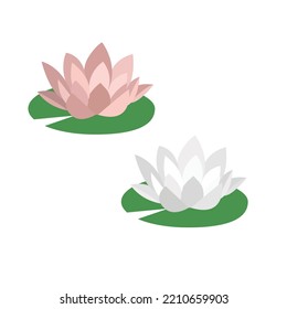 Pink and white lotus flower with green leaf pond vector illustration flat design