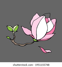 pink white magnolia flowers with leaves 
