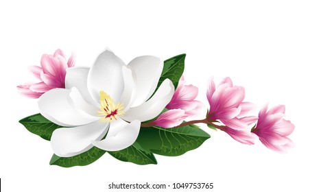 Pink and white magnolia flowers. Realistic hand drawn vector brush illustration isolated on white background.