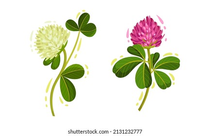 Pink and White Trifolium or Clover Flower Head on Green Stem with Trifoliate Leaves Vector Set