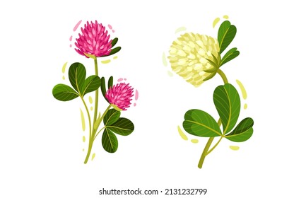Pink and White Trifolium or Clover Flower Head on Green Stem with Trifoliate Leaves Vector Set