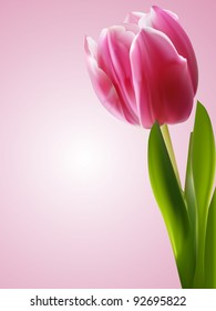 pink and white tulip with green leaves