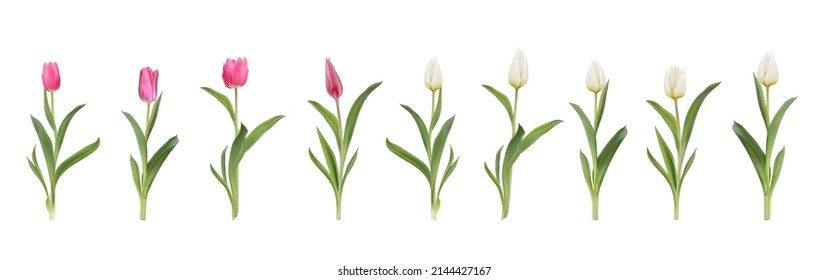 Pink and white tulips realistic 3d big vector illustration set. Colourful tulips with leaves isolated on white. Women day 8 march spring symbol. Bouquet fresh shiny tulips 