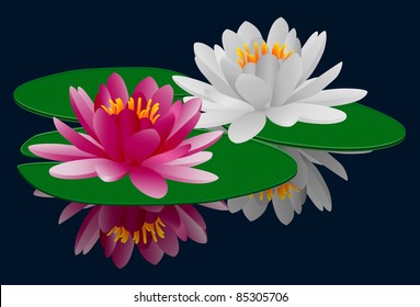 Pink and white water lilies eps8