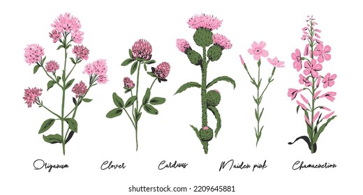 pink wild flowers, bright vector illustration