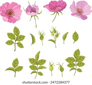 rosa salvaje rosa, conjunto de flores