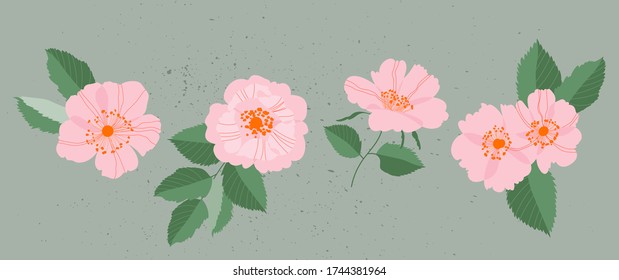 Rosas salvajes rosas. Cabezas elegantes de flores femeninas y deja ilustraciones aisladas. Variedad de botánicos de jardín para diseño web, aplicación, patrón y logo. Ilustración moderna dibujada a mano.